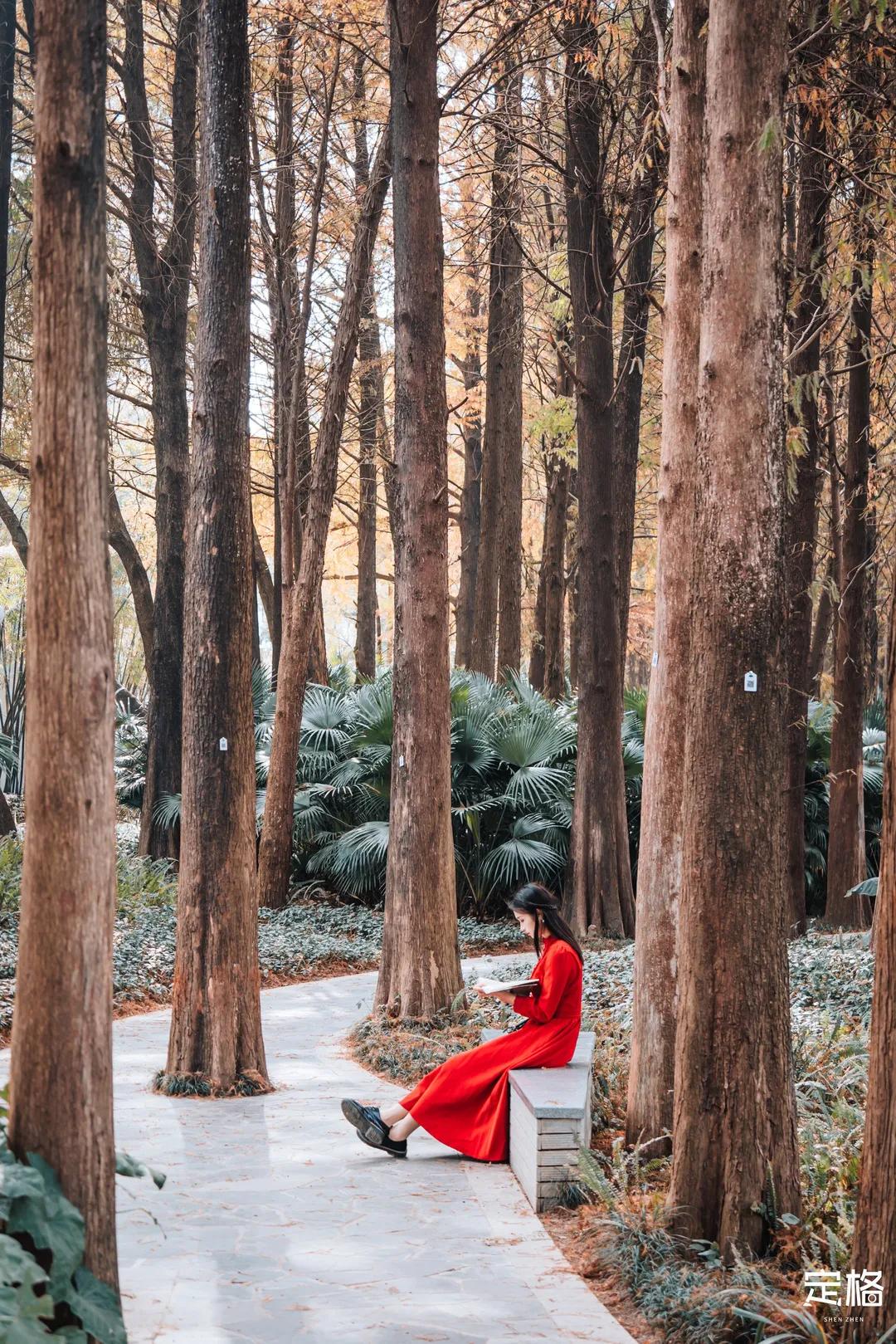 娲箹鍏洯娣卞湷,娲箹鍏洯鑽疯姳