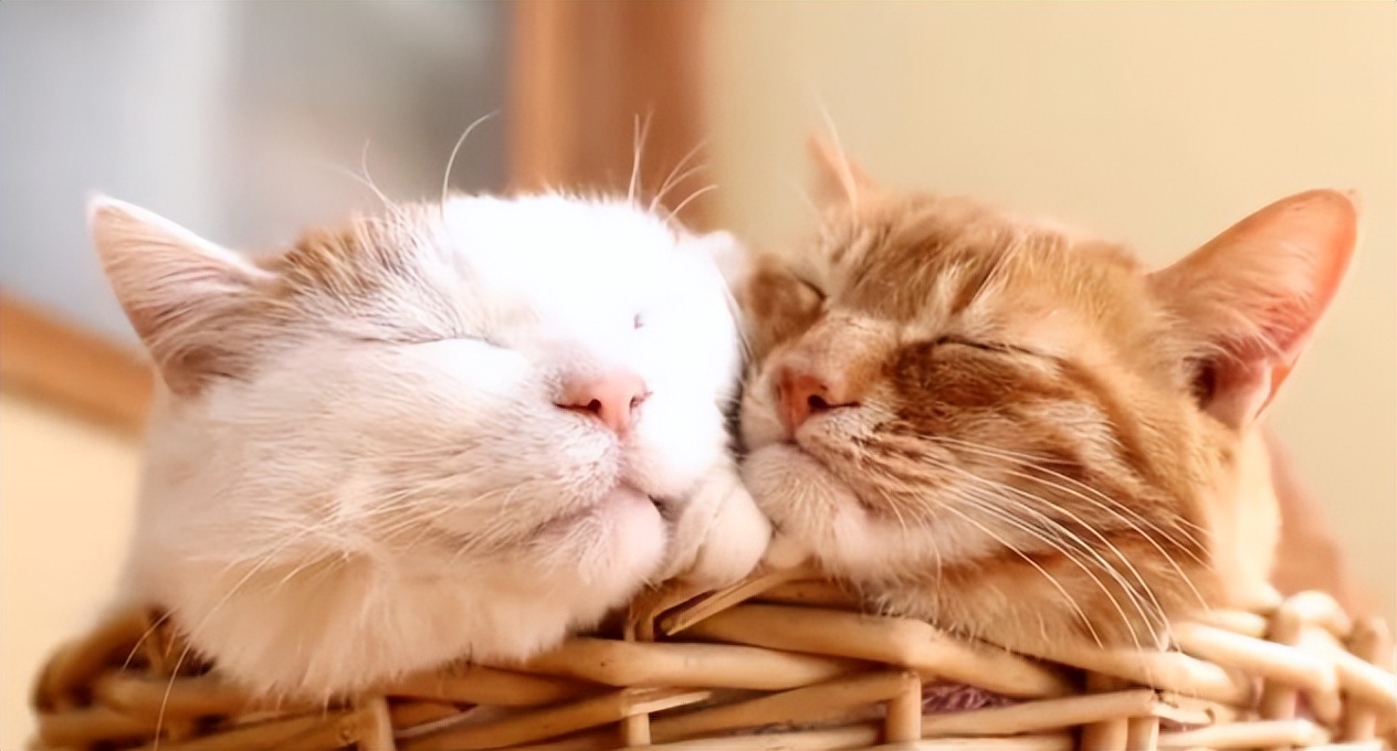 新猫来家原住民会不高兴吗,新猫到家怎么守护原住民