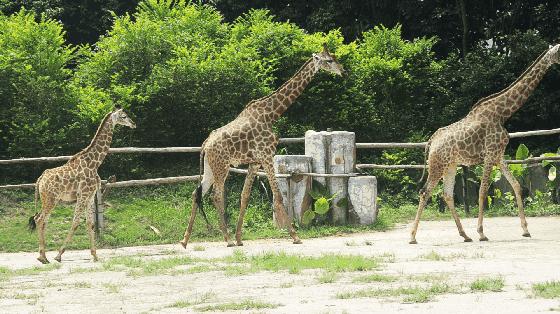 长颈鹿踢飞狮子,狮子偷袭长颈鹿长颈鹿使出杀手锏