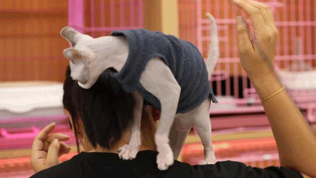 这些“坑人”的猫，你养过没？一个比一个费心