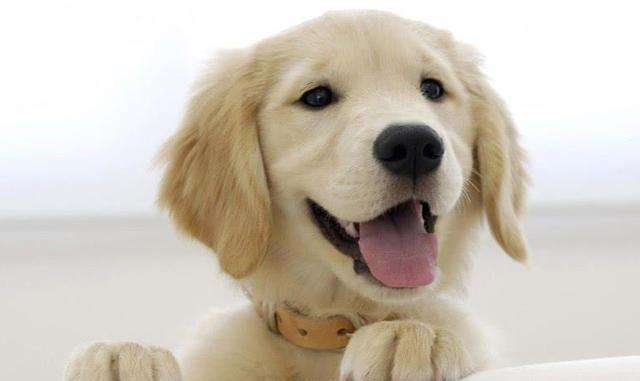 金毛不爱喝水是什么原因,金毛不喝水尿不出尿