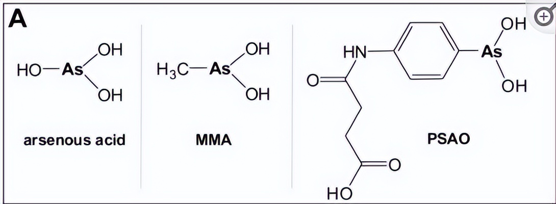 探究砷（III）物质在体外抑制氧化蛋白折叠应用