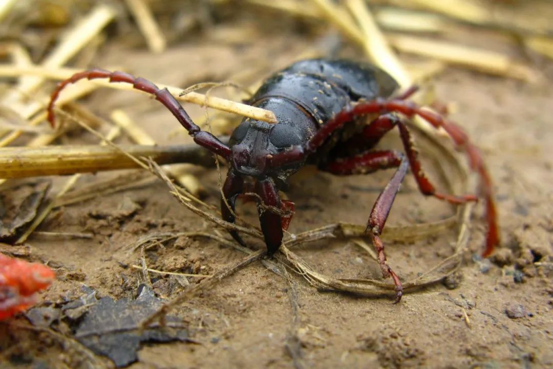 中国天牛图鉴,天牛全程图鉴