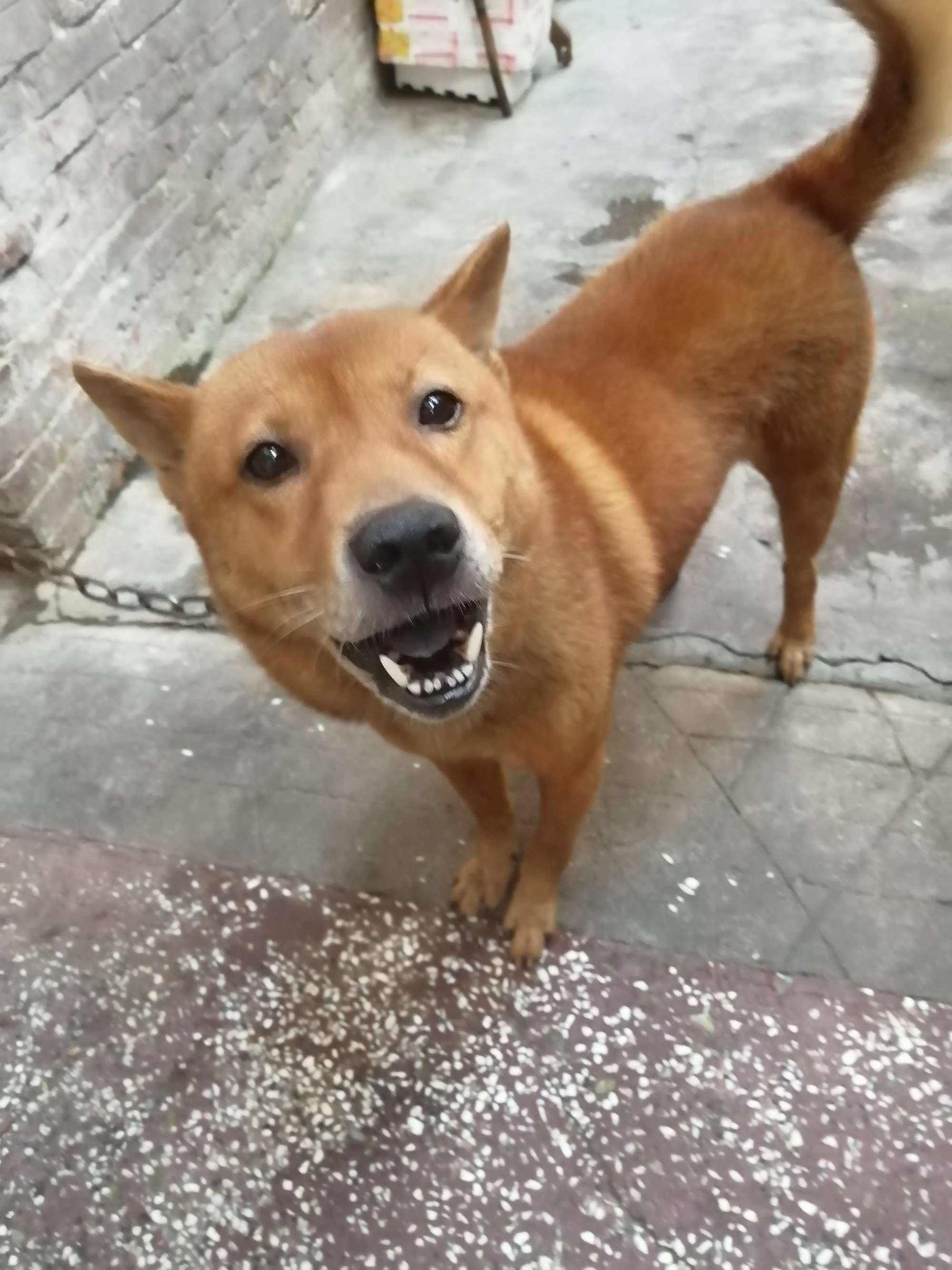 哪种狗最好养又省钱不生病,有这几种特征的狗尽量别养