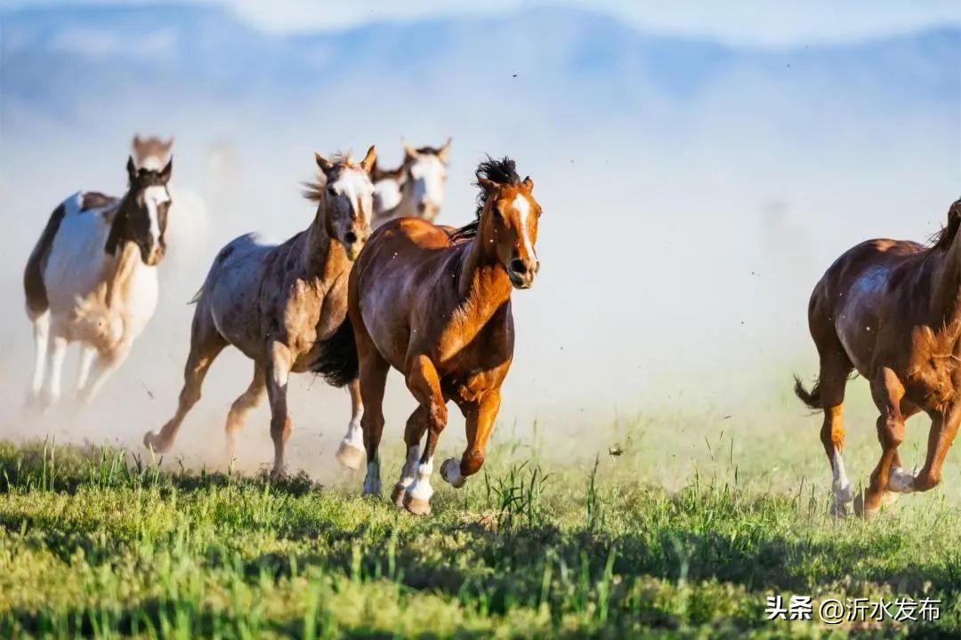 2023年财气最好的是哪几大生肖,2023年财运最好的是哪几个生肖