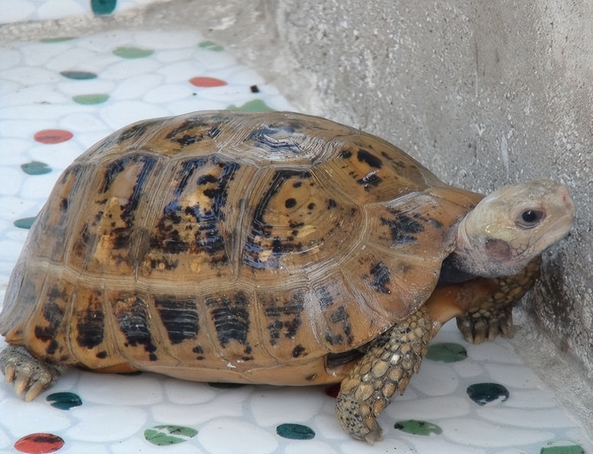 素食宠物食品,素食宠物零食有哪些品种