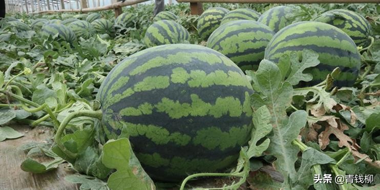 新型双孢菇大棚种植技术,拱棚瓜菜高效种植技术培训资料