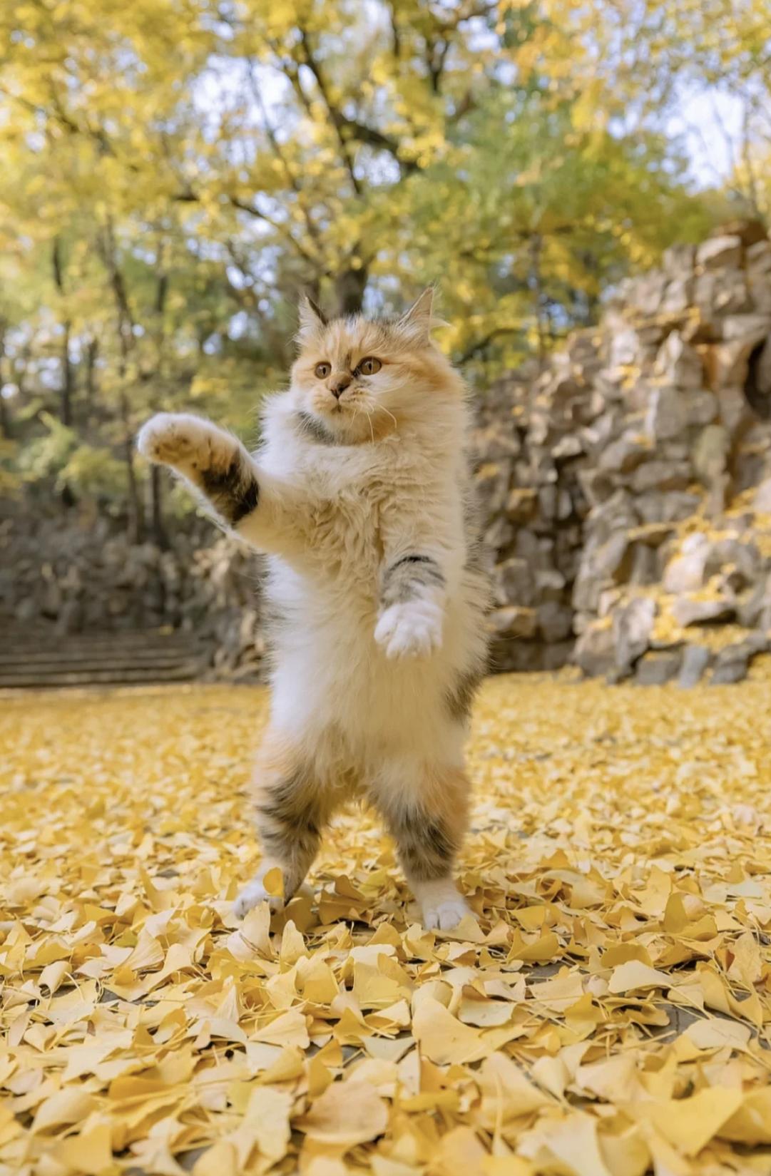 治愈系壁纸｜132张可爱小猫咪的样子