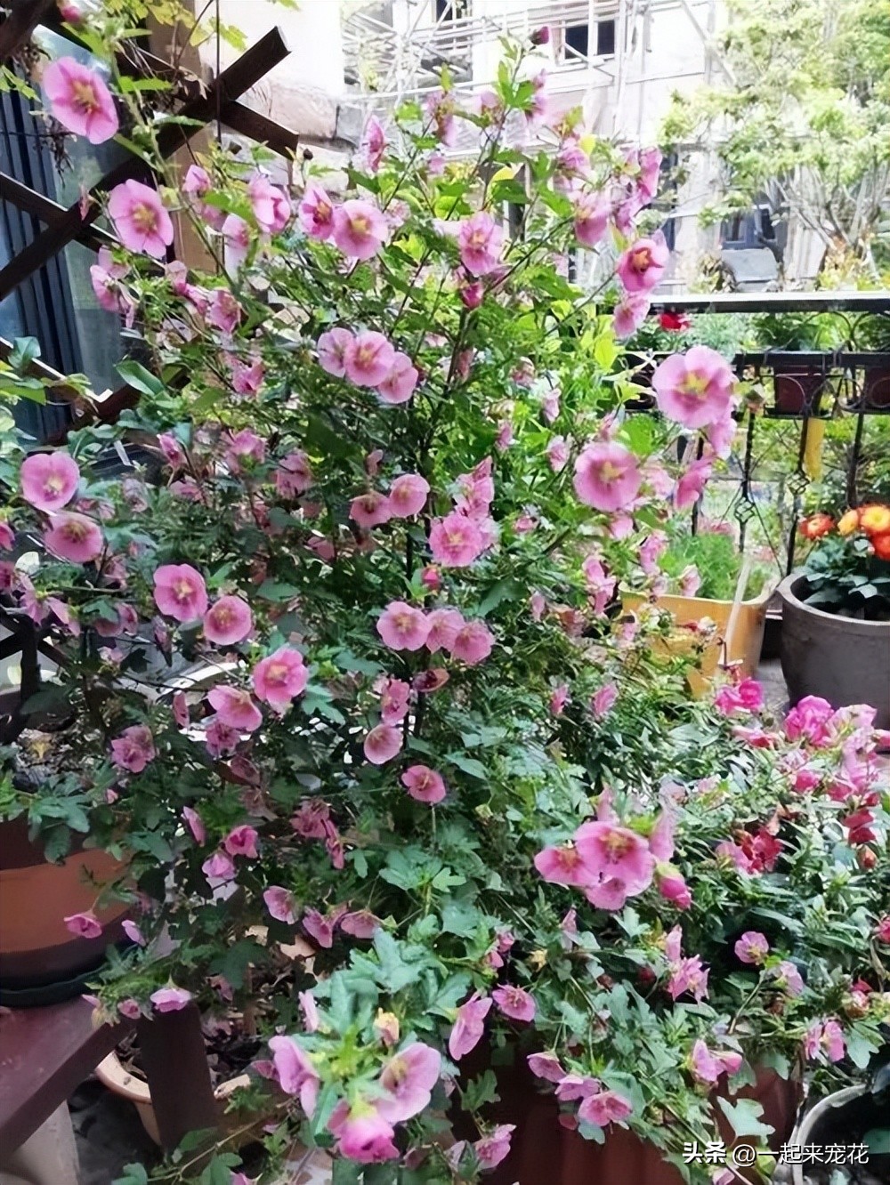 小木槿花球怎样修剪,小木槿棒棒糖大花球