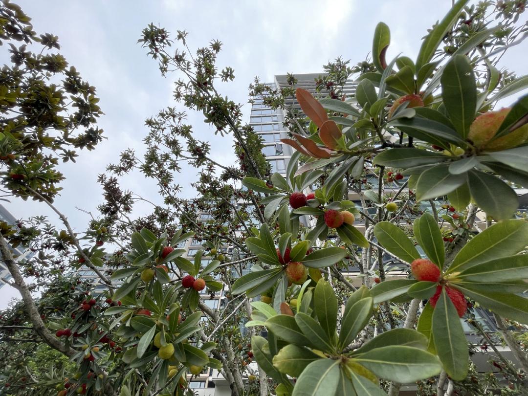 仁恒滨江园出租,仁恒滨江园公租房怎么分开