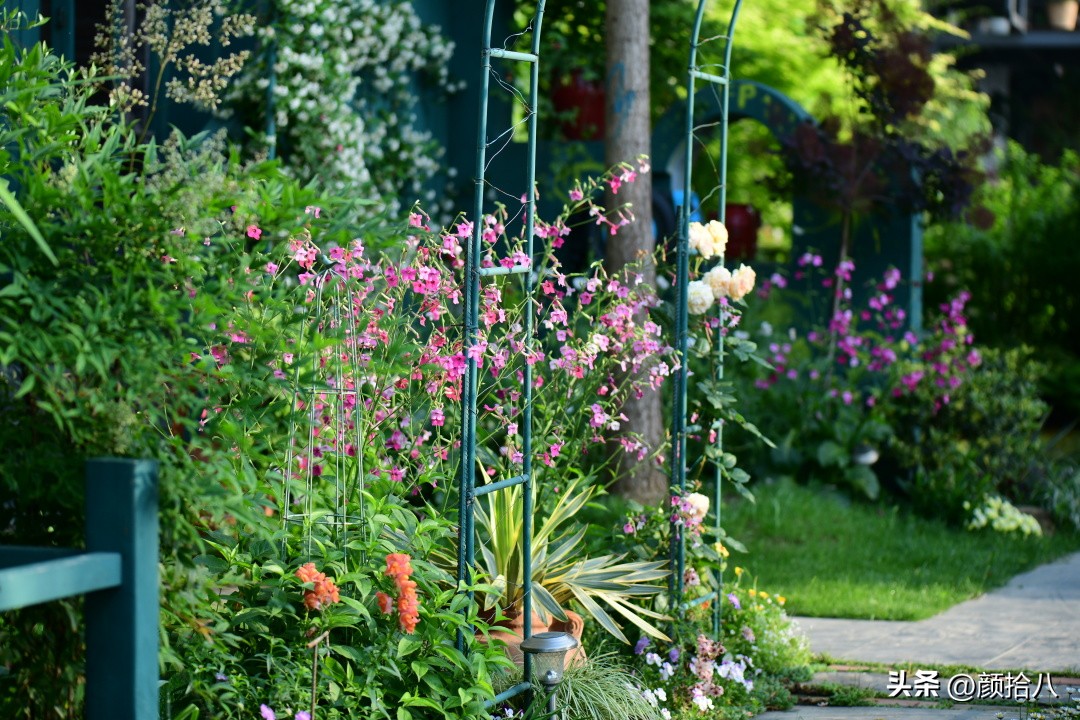 冬天开花的室外花卉盆栽,温室盆栽观花花卉植物