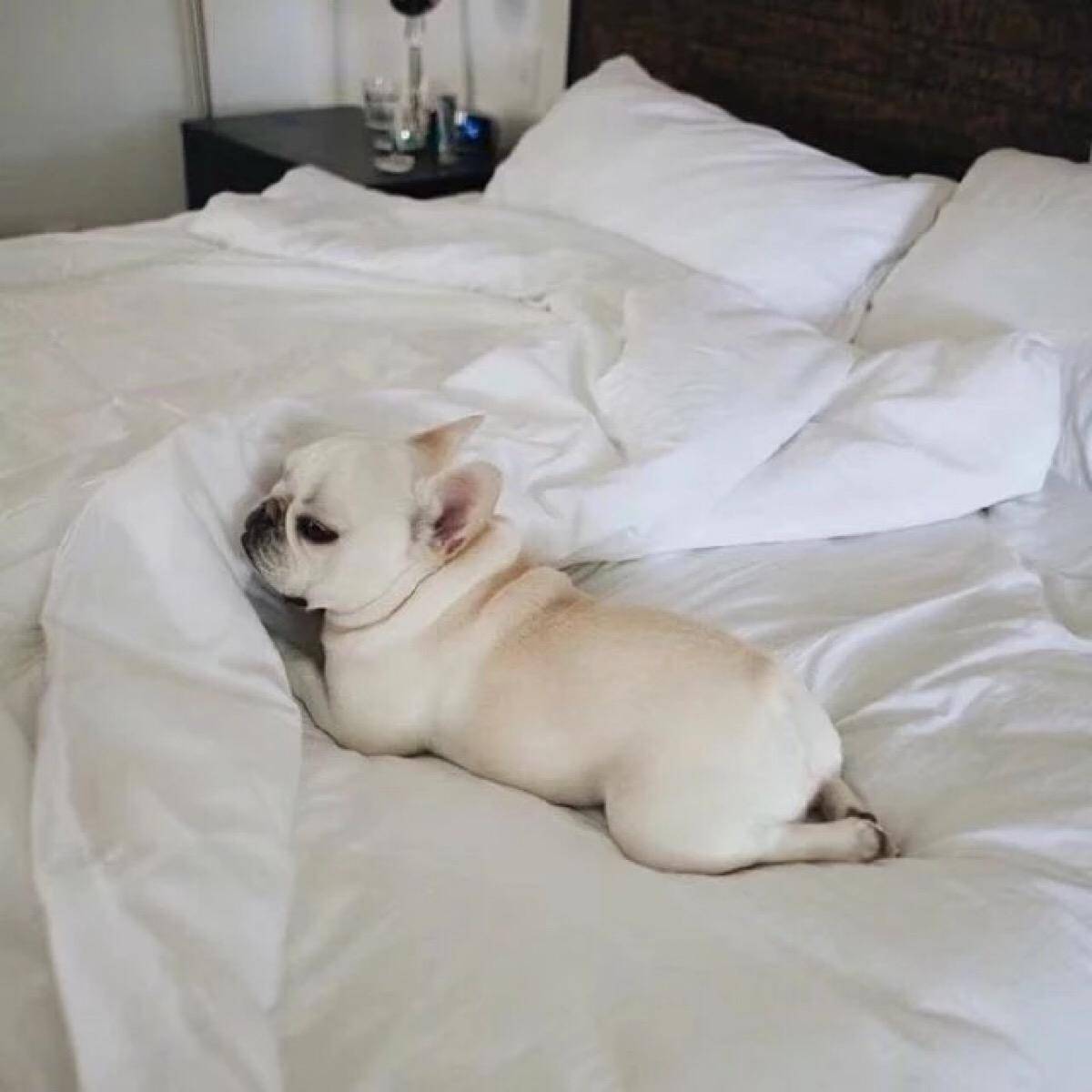 法斗狗的优点和缺点,小法斗的优点缺点