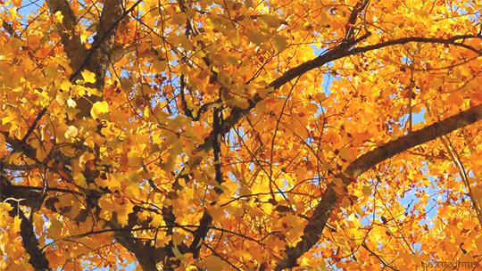 秋天的爱恋完整,秋天的爱恋