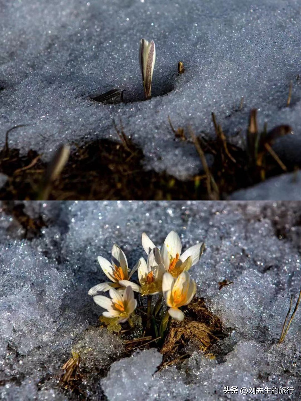 新疆伊犁春天满山遍野的花朵,伊犁的春夏秋冬美景