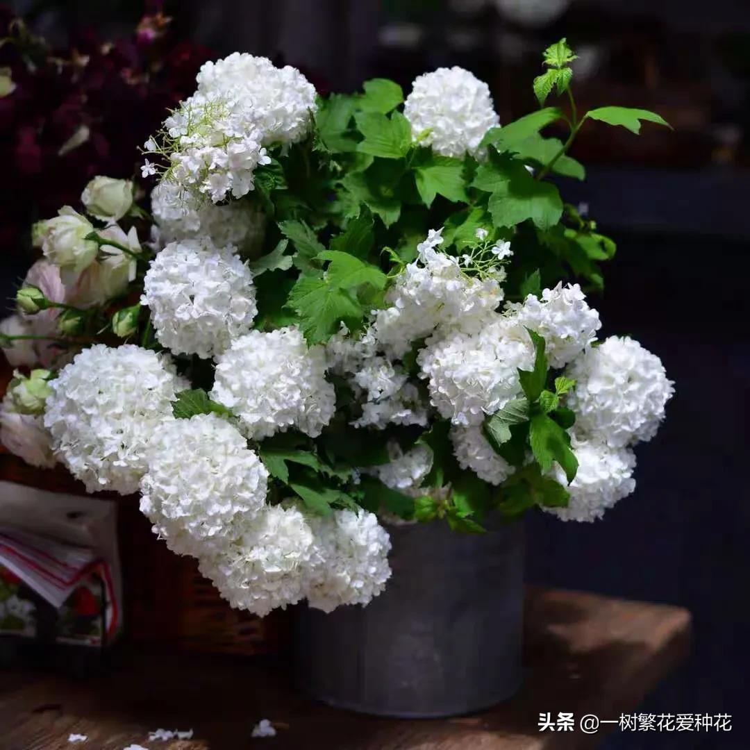 绣球花和球兰花,哪个品种的绣球花球大