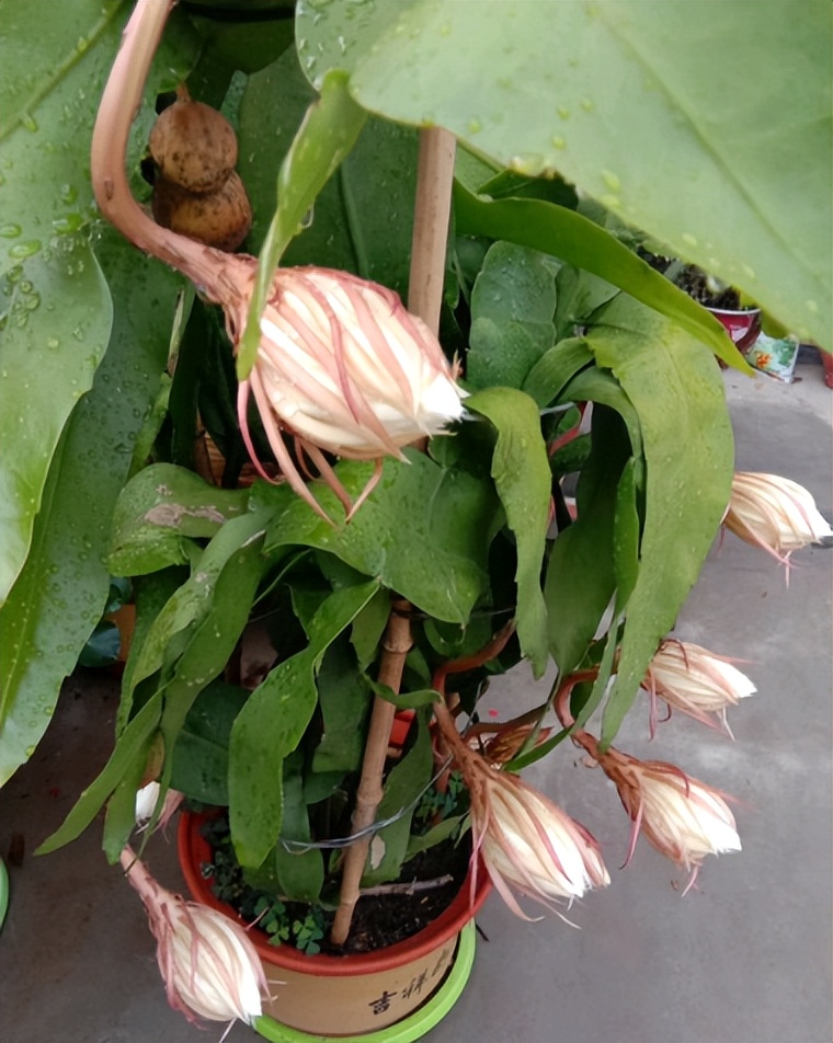 昙花可以放在室外养殖吗,昙花怕冻吗昙花的养殖方法