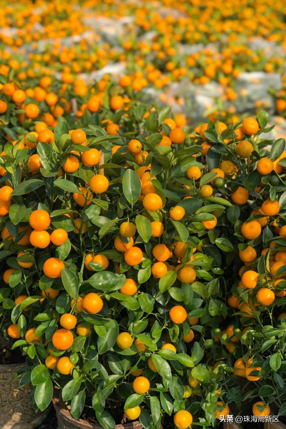 珠海花市最新消息,珠海市区花市