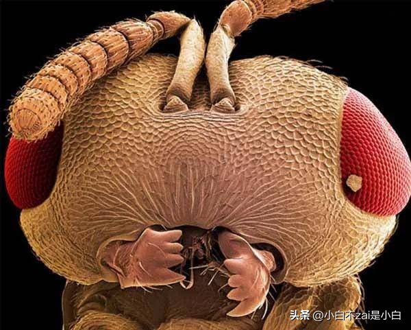 显微镜观察昆虫脸视频,昆虫在显微镜下的真正面目