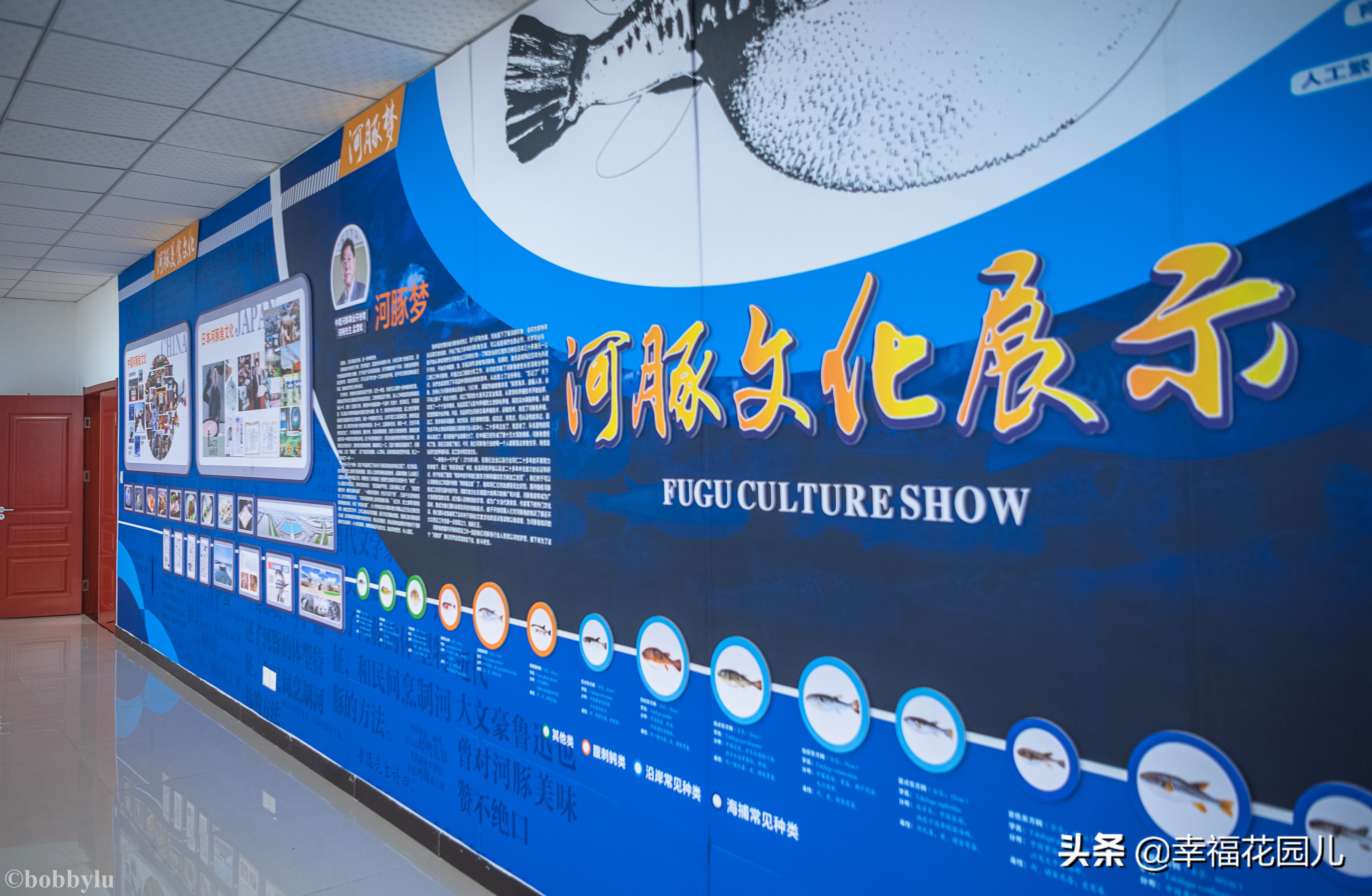 美味河豚有多金贵？养殖就有多娇贵！十里海河豚小镇探秘美食之源