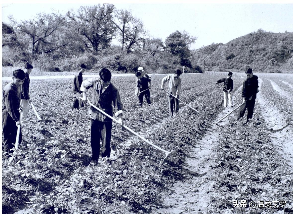 日军日记：路遇逃难的女学生，我将她的腿骨做成了锋利的*刀刺**!