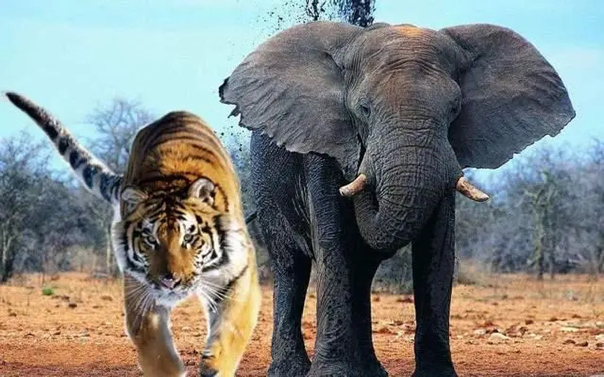 老虎单枪匹马能打过大象吗,五头老虎能打过一只大象吗