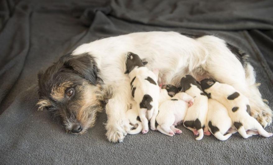 你必须了解的两性知识,你必须要知道的宠物知识