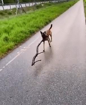 狗嘴里吐不出象牙梗,狗嘴里吐不出象牙是形容词么