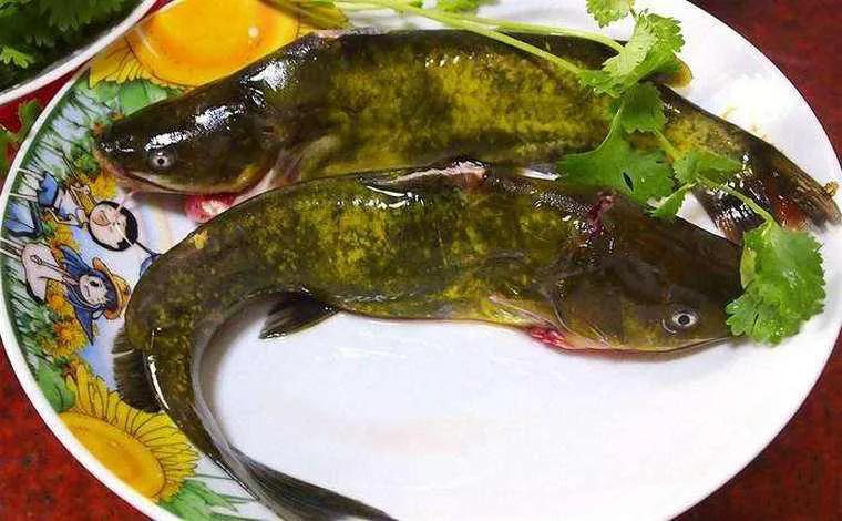 中国野生鱼排名,野生鱼数量排名