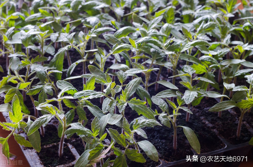 番茄猝倒病有哪些防治方法,番茄苗晚疫病怎么治