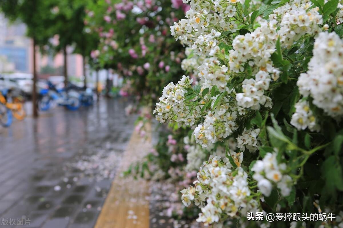 生如夏花灿烂的时候,生如夏花绚烂绽放歌曲视频