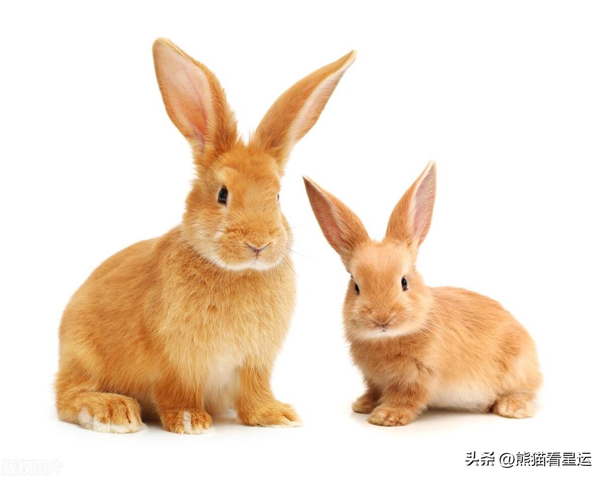 哪几年的生肖兔命最好,哪一年出生属兔人运气好