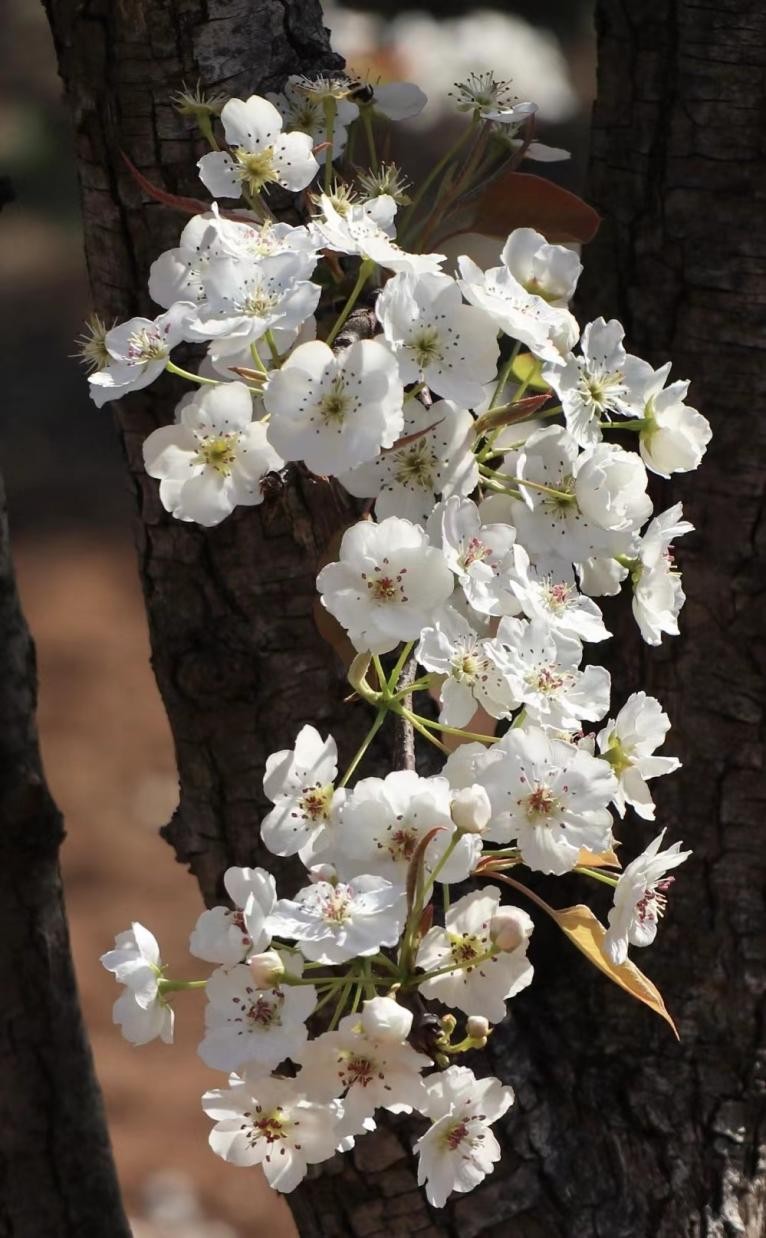 踏青寻找春季最美的时光,寻找最美春天春花烂漫正当时