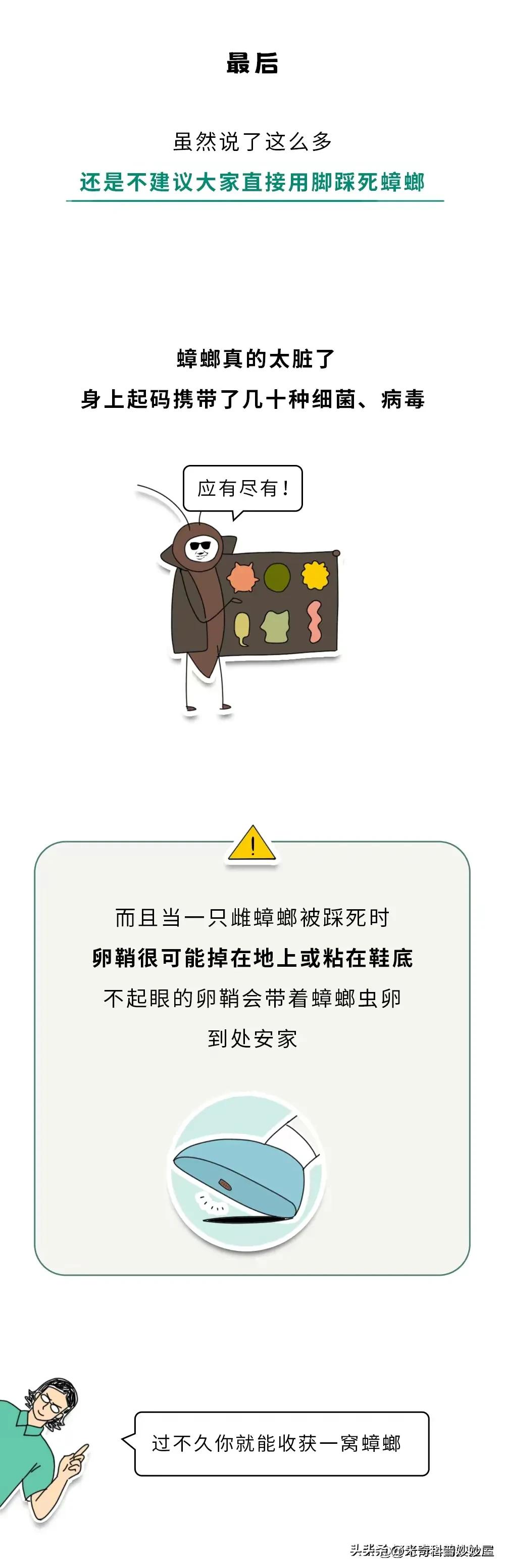 奇怪的冷知识甲虫,奇怪的冷知识火体虫