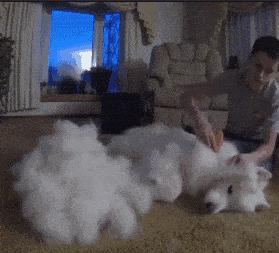 萨摩耶怎么去泪痕最快,萨摩耶狗身上掉毛怎么办