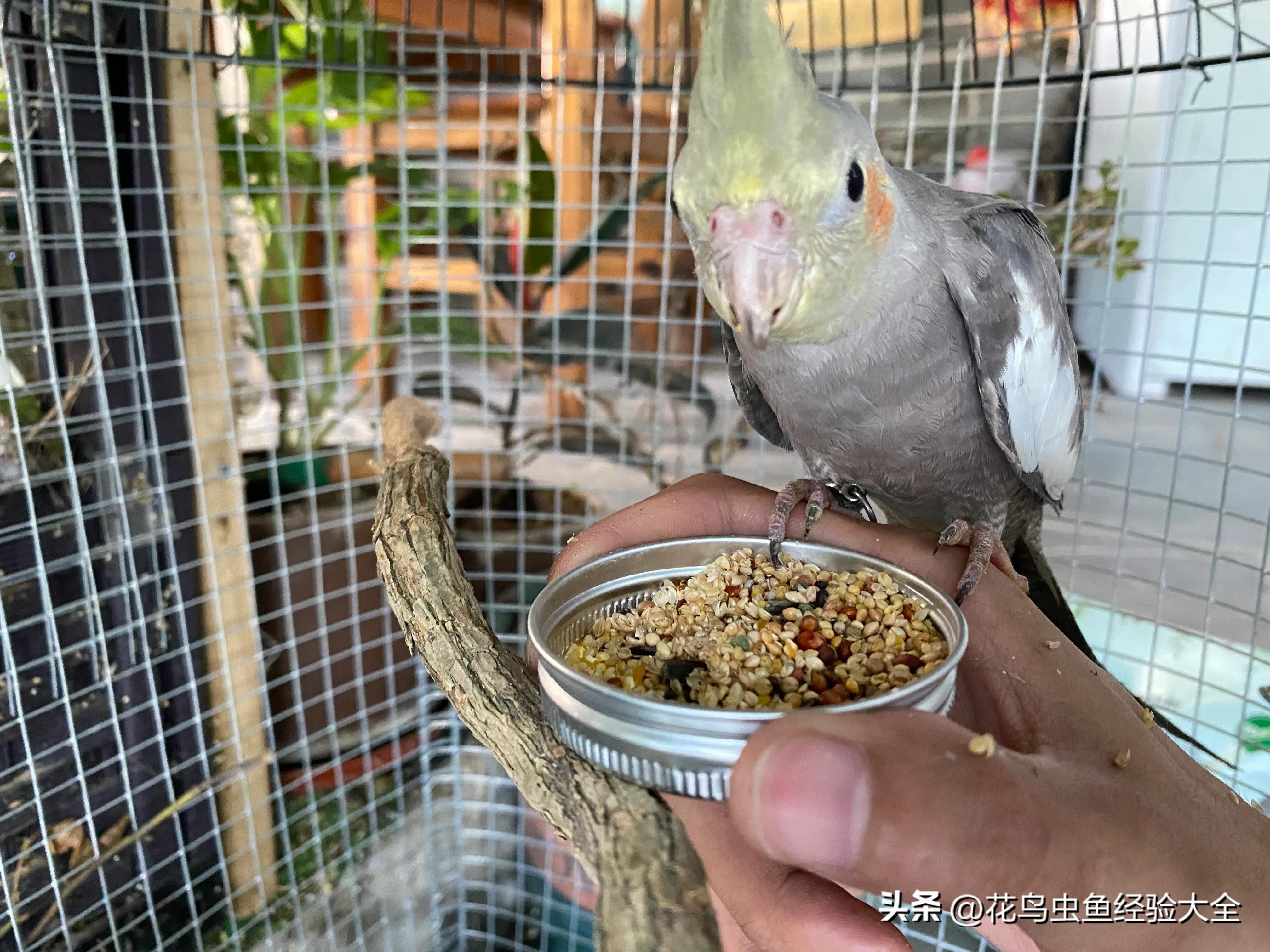 新手训玄凤鹦鹉的方法大全,虎皮鹦鹉跟玄凤鹦鹉怎么才能养熟