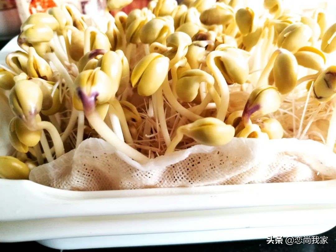 生黄豆芽老是烂豆是什么原因,怎样焯黄豆芽才又鲜又脆