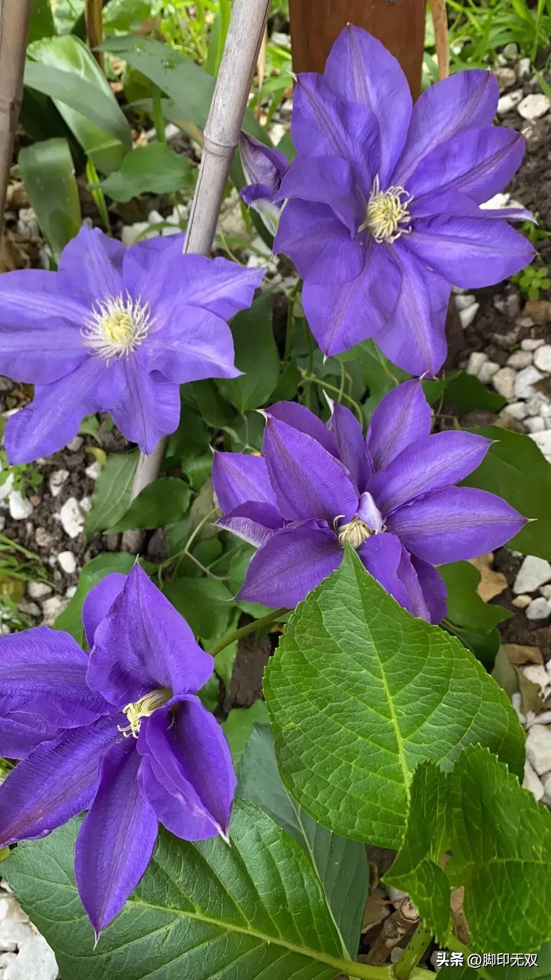 《梦是怎样飞扬的》第十三章岁月如火（15）