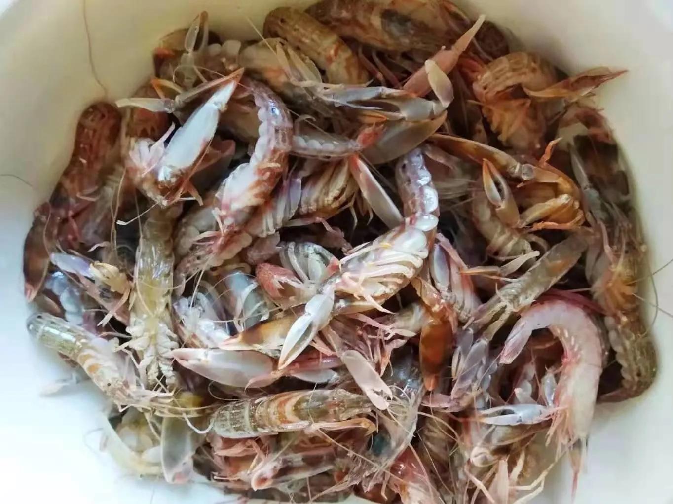 这个季节适合吃的小海鲜,春季肥美的小海鲜