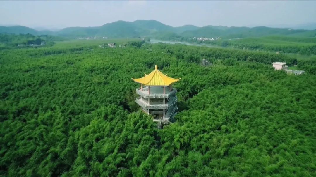 广东广宁深耕竹产业促进绿色发展,广宁县国际竹产业创新发展