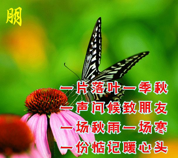 2018微信早安最美的动态表情大全,微信最漂亮早上好表情图片带鲜花