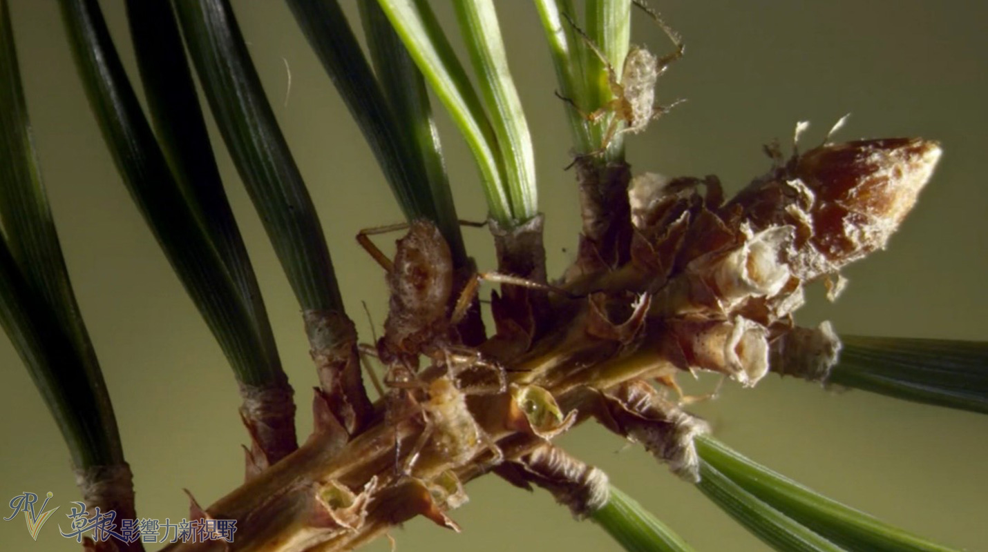植物比动物厉害,动植物的繁衍方式