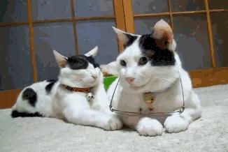 警惕冒充好友诈骗陷阱,家长群被诈骗怎么追踪