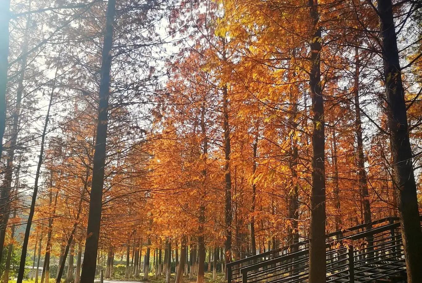 苏州秋季旅游最值得去的地方,苏州赏秋一日游攻略