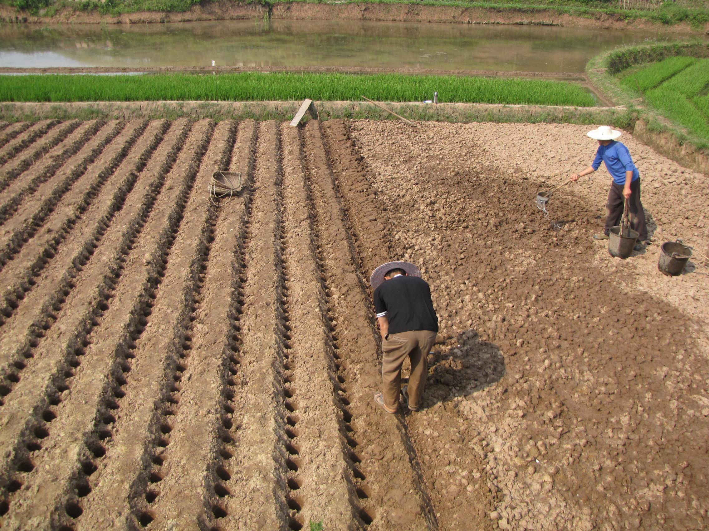洞洞姜的底层怎么处理,洞洞姜处理方法
