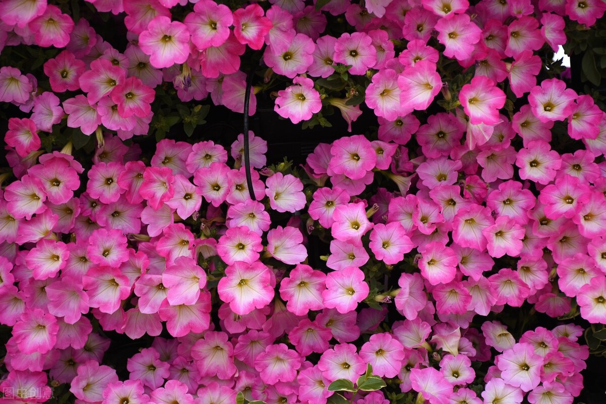 朝开夕闭一一快乐的牵牛花（散文）