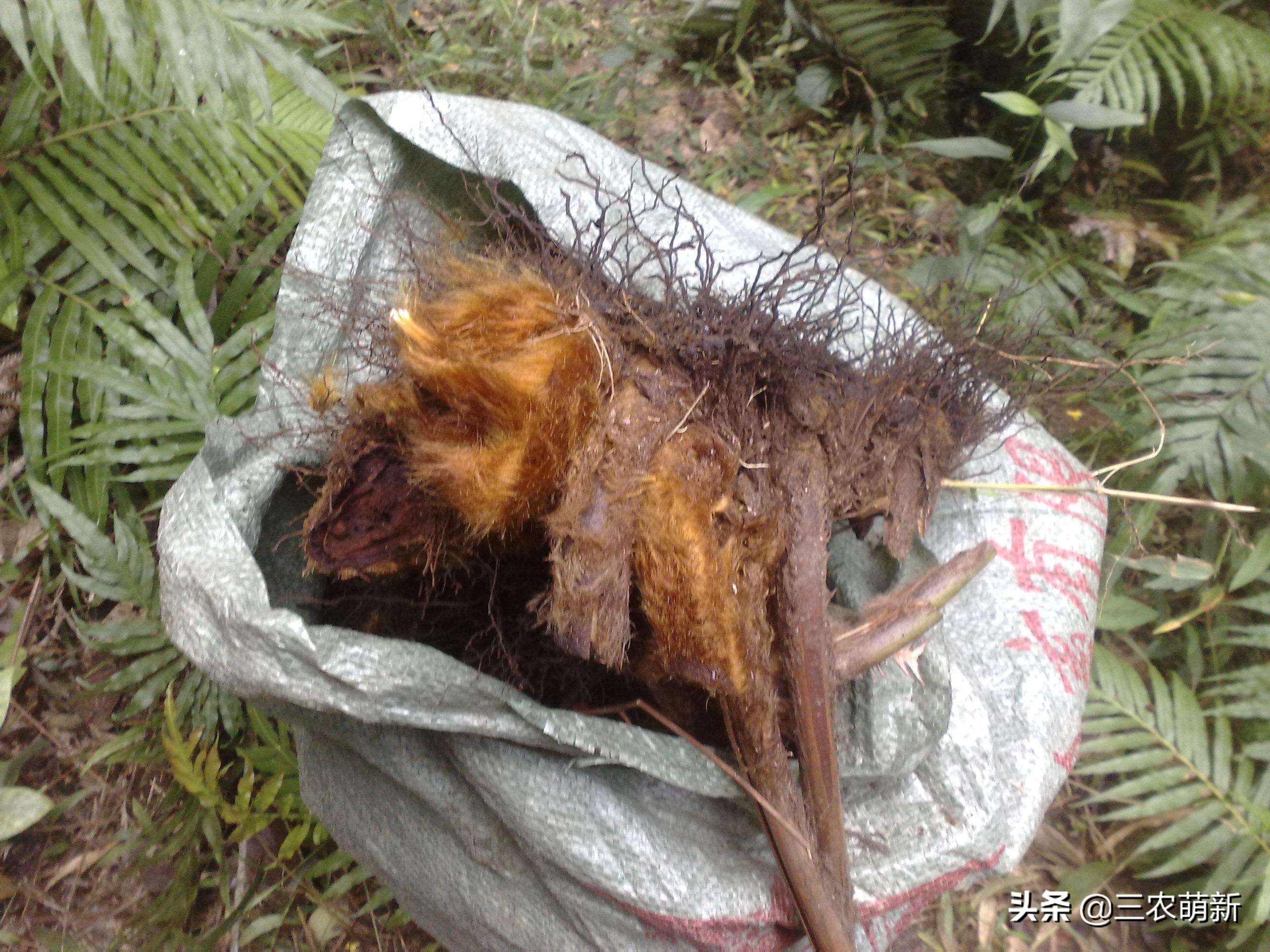 金毛狗狗为啥不建议养,买金毛狗要注意什么