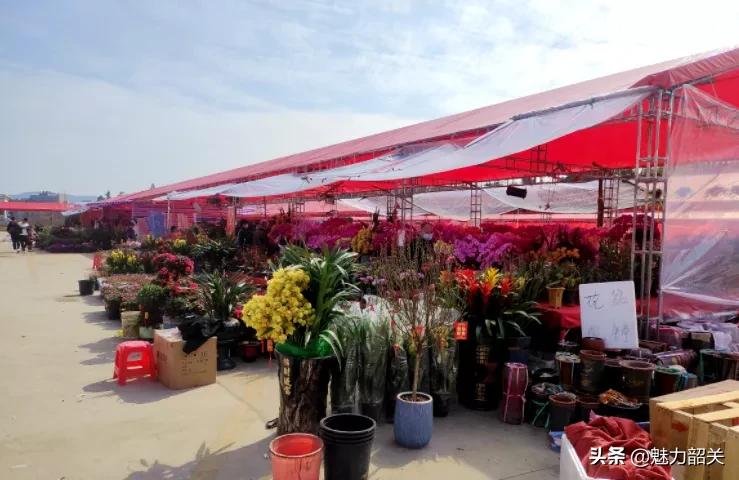 韶关今年迎春花市在哪举行,韶关迎春花市怎么样