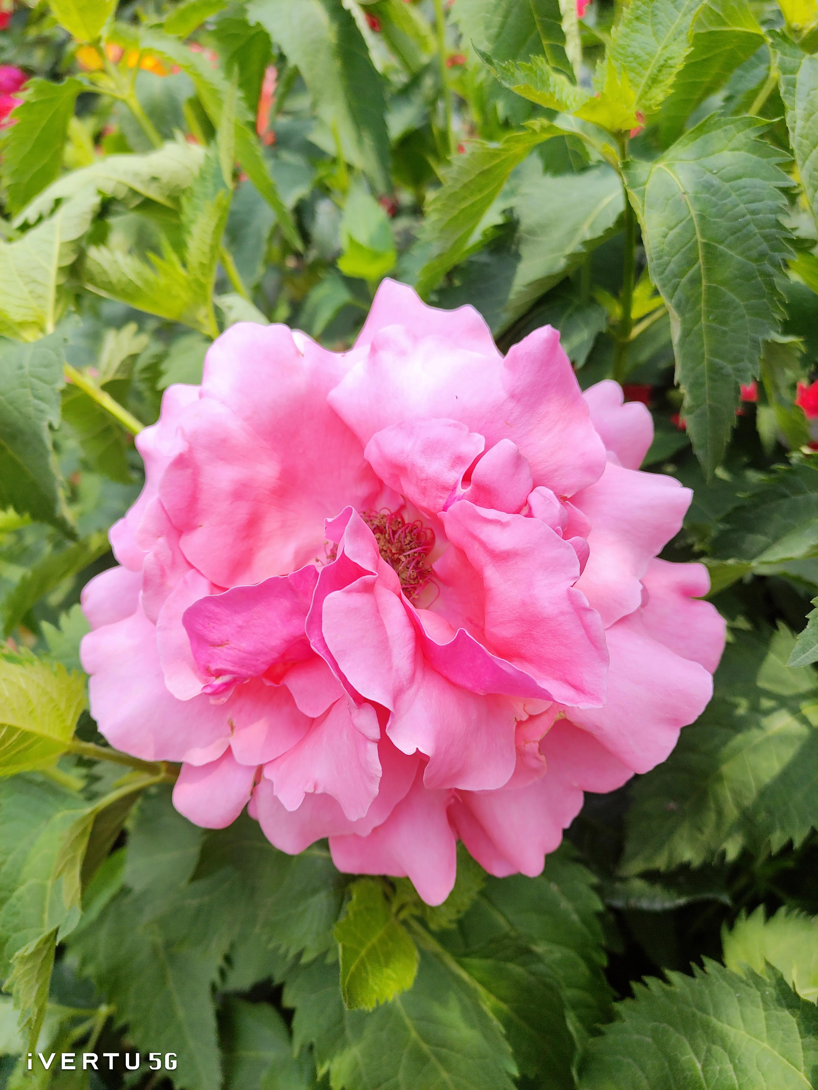 北京盆栽月季可以户外过冬吗,北京植物园市花月季