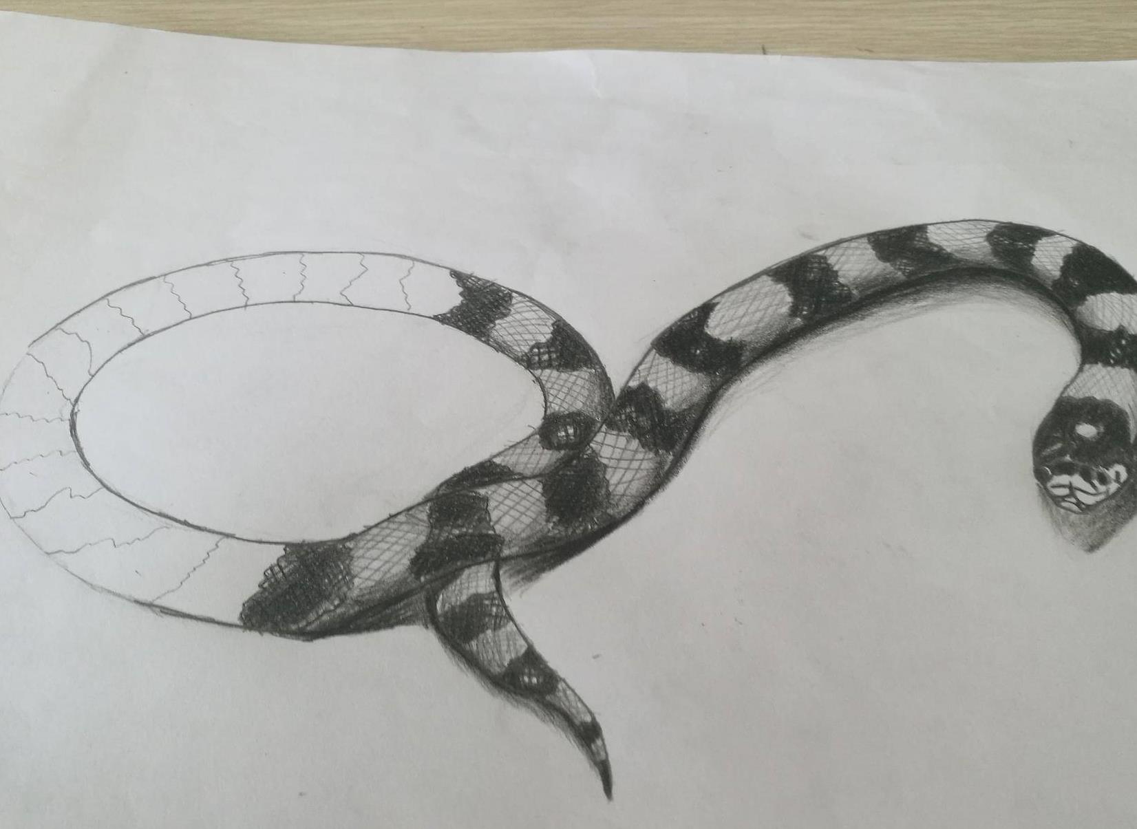 眼镜王蛇吞掉了条蟒蛇,眼镜王蛇生吞