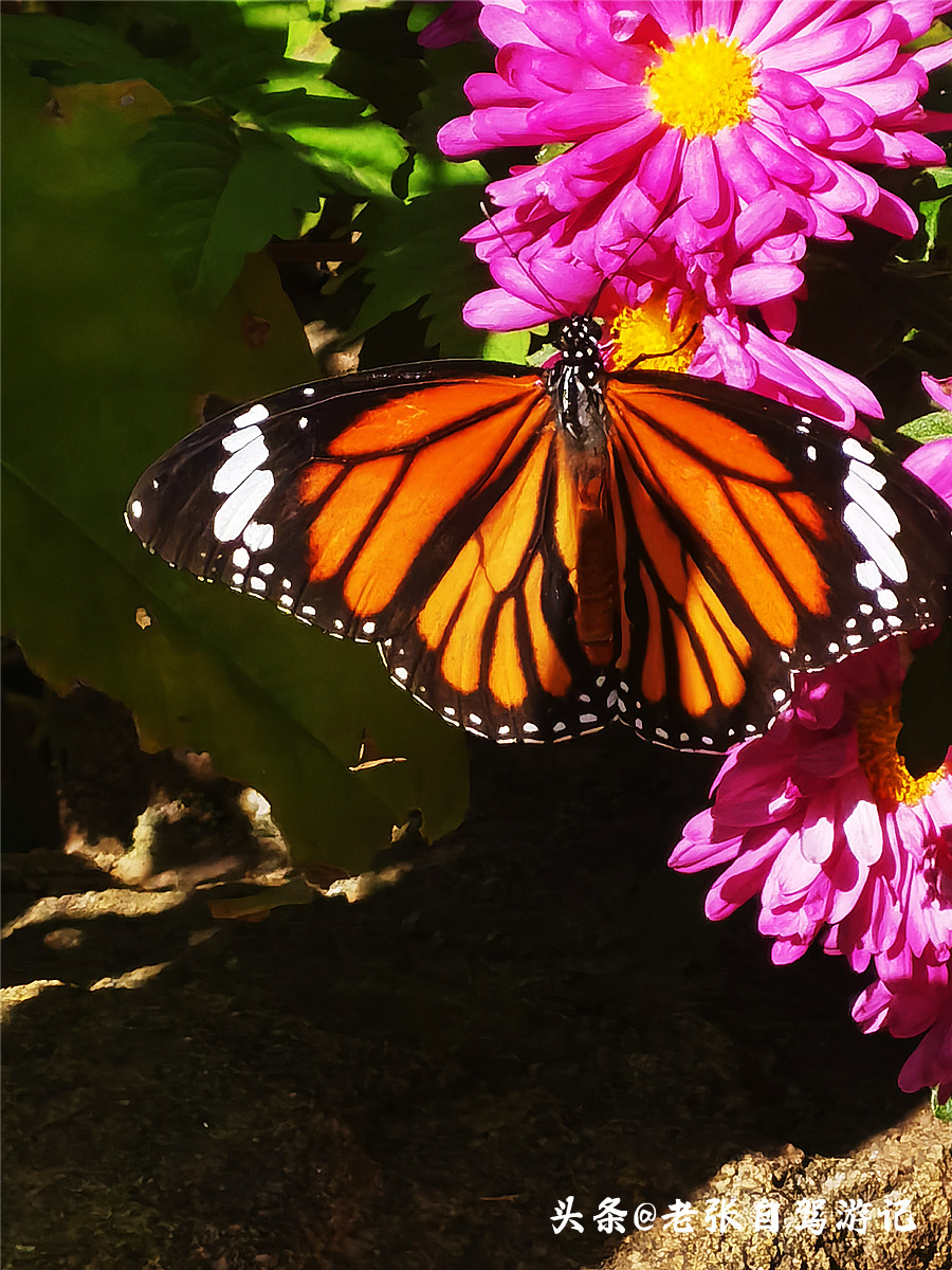 山东最低调5a旅游景区,山东旅游最值得去的十个景点排名